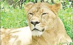 Lioness 'Rukmini'