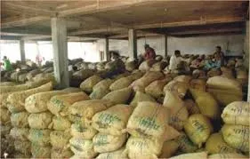potato store
