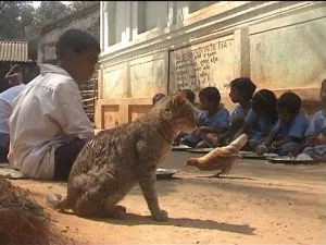 school scam