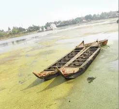 bindusagar weeds