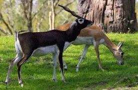 black bucks