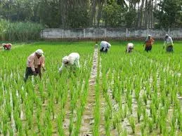paddy field