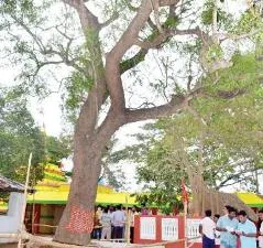 subhadra daru