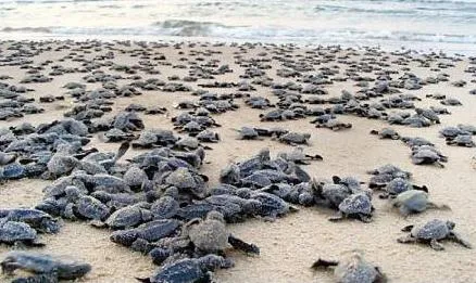turtle hatchlings