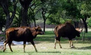 The new bisons (Pic Courtesy: thehindu.com)