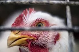 chicken