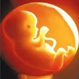 female foetus