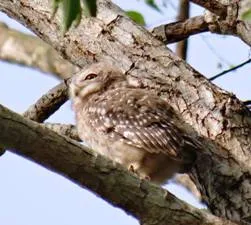owlet 3