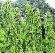 Ashoka trees