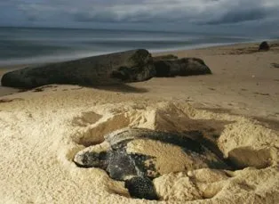 pic: theguardian.com