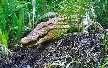crocodile nesting