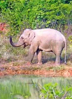 Representative Pic.