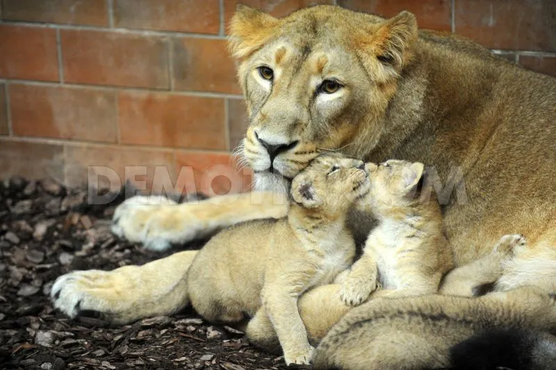File Pic Courtesy: demotix.com