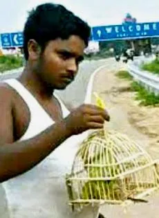 a bird catcher
