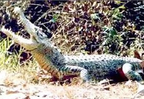 With the death of the last Caiman crocodile on Sunday, the species has now been completely wiped out in Nandankanan