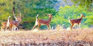 kapilas sanctuary