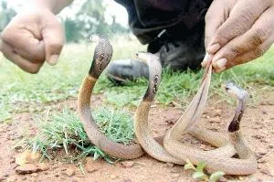snake training