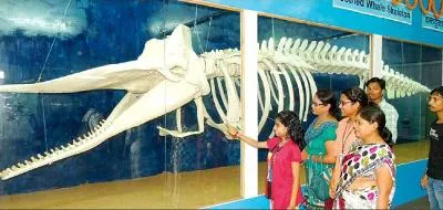 whale skeleton