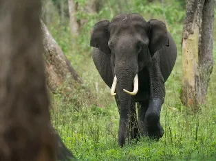 pic: wildventures.com