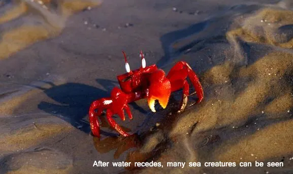 Pic Courtesy: www.crab biswaranjanparida9.blogspot.com