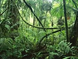 forest