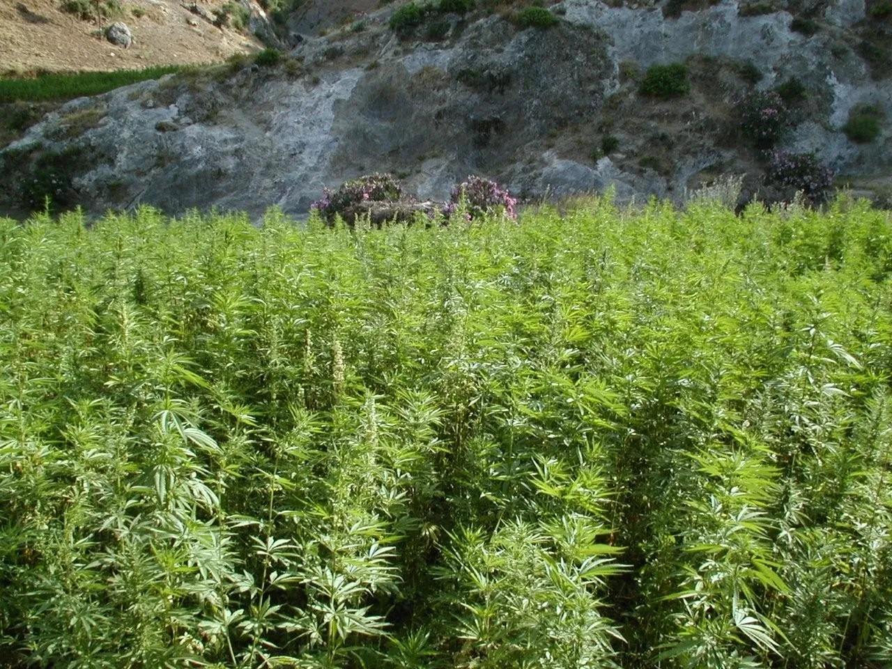 cannabis plantation