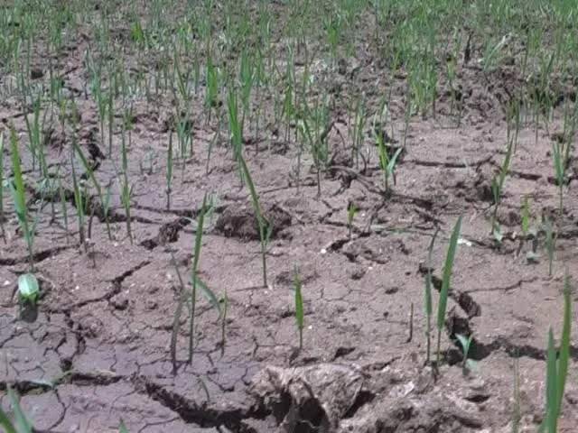 drought