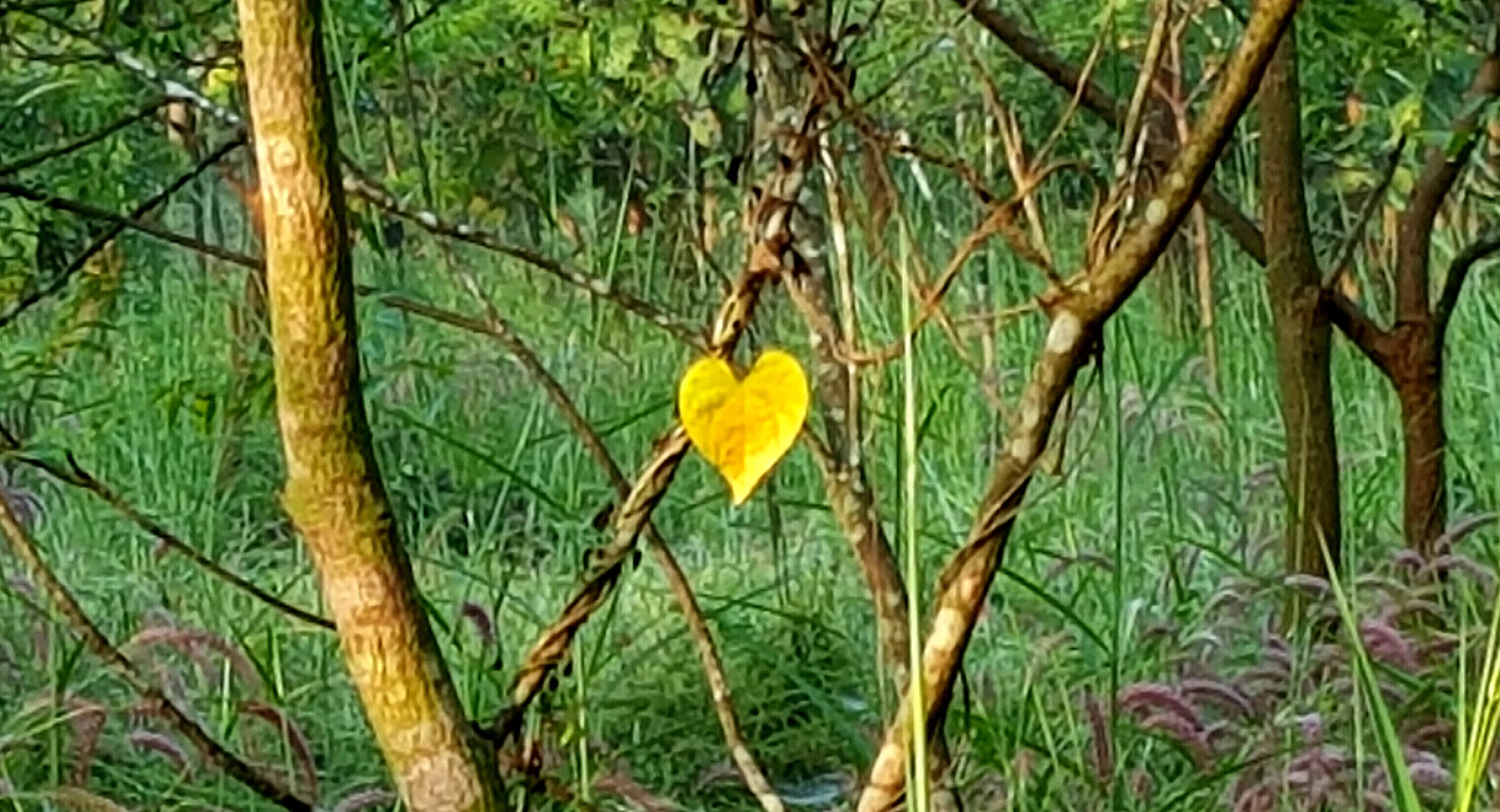 A snapshot of Medicinal Gardens, Khandagiri in Bhubaneswar
