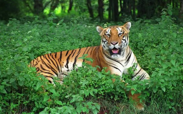 Royal Bengal Tiger Similipal