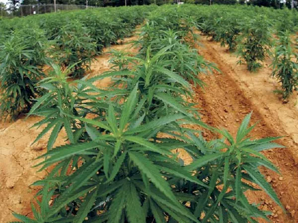03-1428054920-cannabis