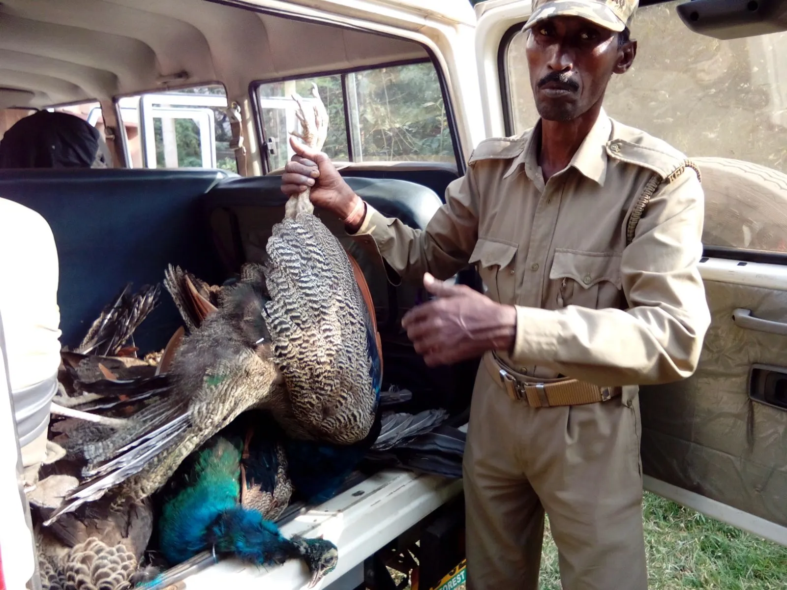 Dead peacock
