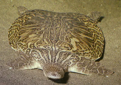 www.turtlesurvival.org