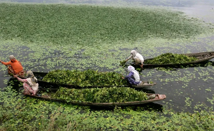 dal
