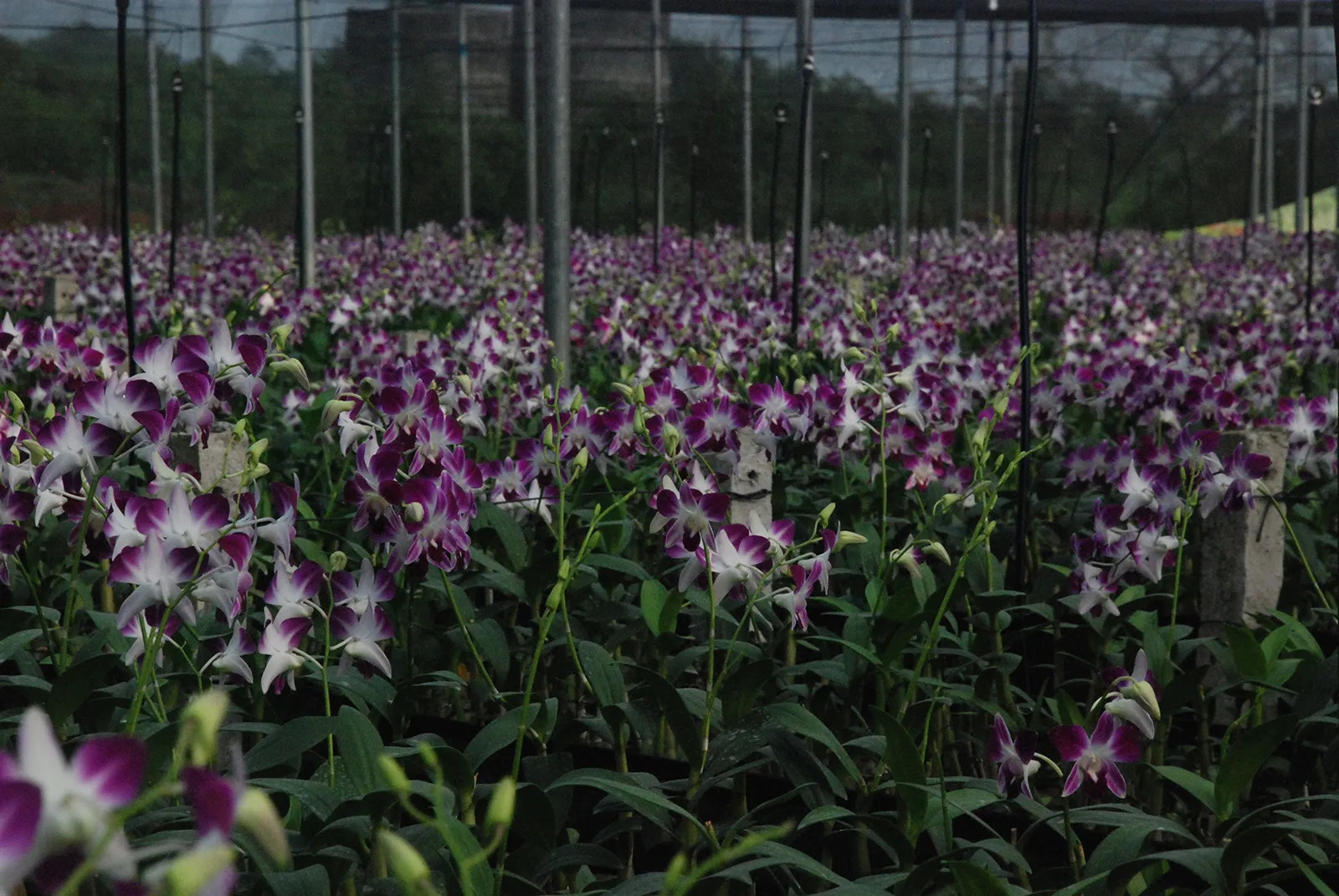 orchid2