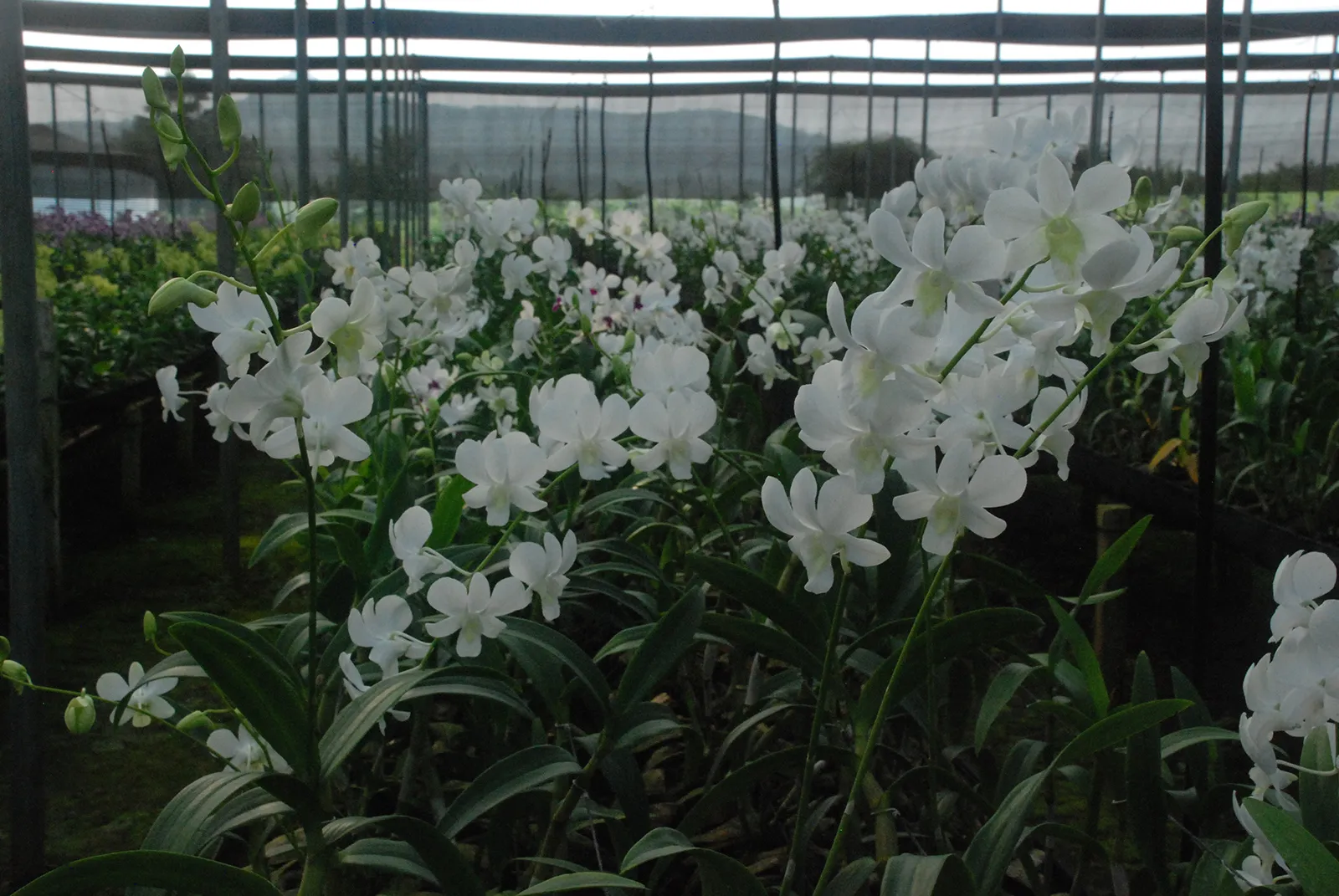 orchid4