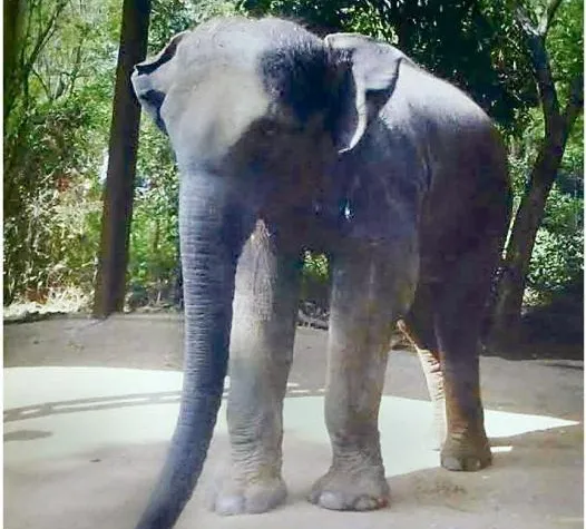 elephant calf