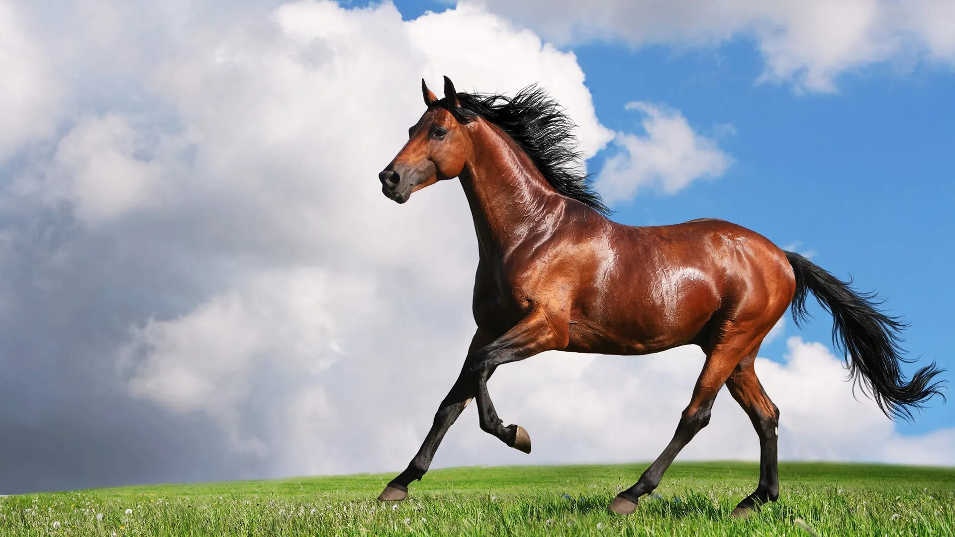 Majestic Stallion
