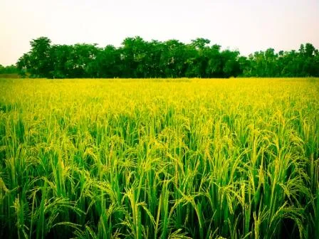 rice field