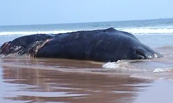 whale