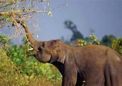 elephant india