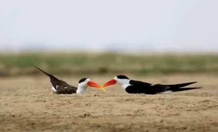 Photo courtesy: Sumanta