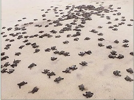 Olive ridley turtle