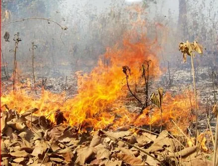 forest fire