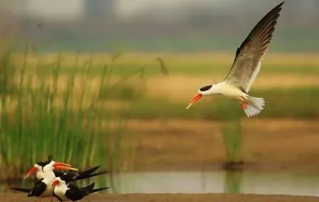 Photo courtesy : Fb page Sumant Rajguru