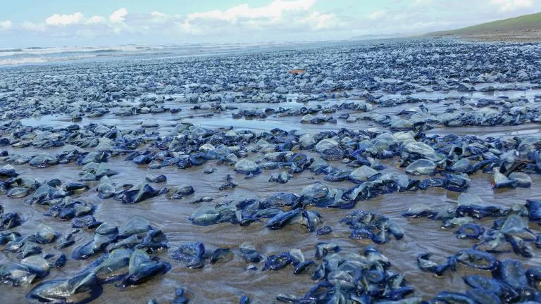 blue button jellyfish