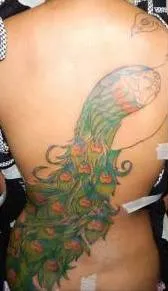 peacock