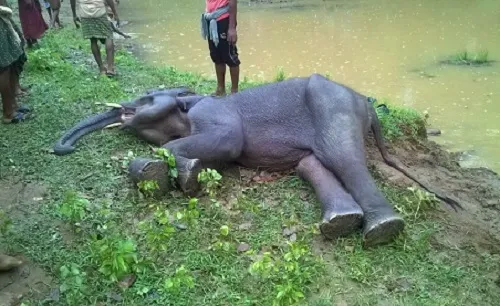 Alusingha Sick elephant