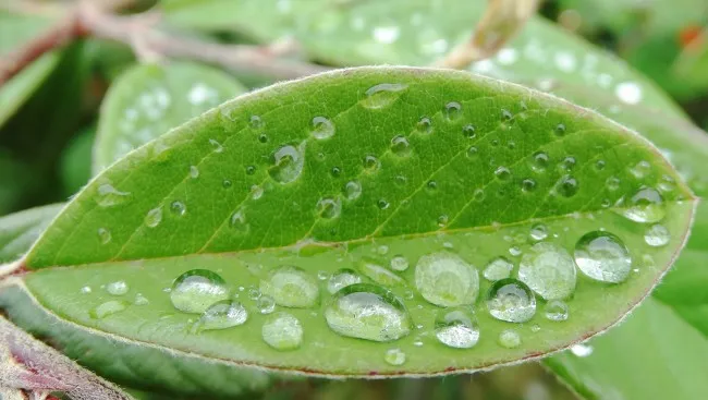 BIONIC LEAF