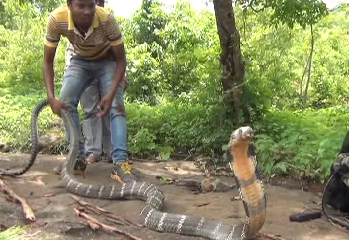 King Cobra rescued from Dukura range copy