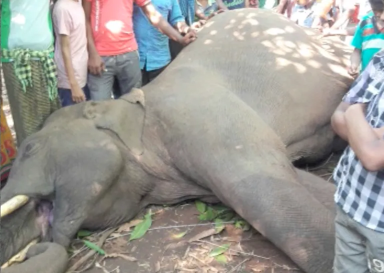 elephant death